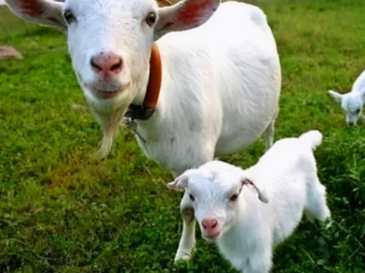 母羊奶水不够怎么办,母羊奶水不够用喂什么下奶