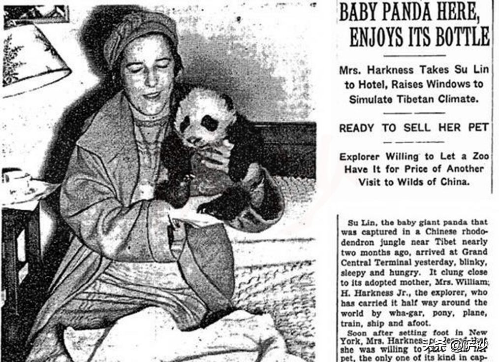 熊猫是如何被发现的英文版,熊猫是哪一年被人类发现的