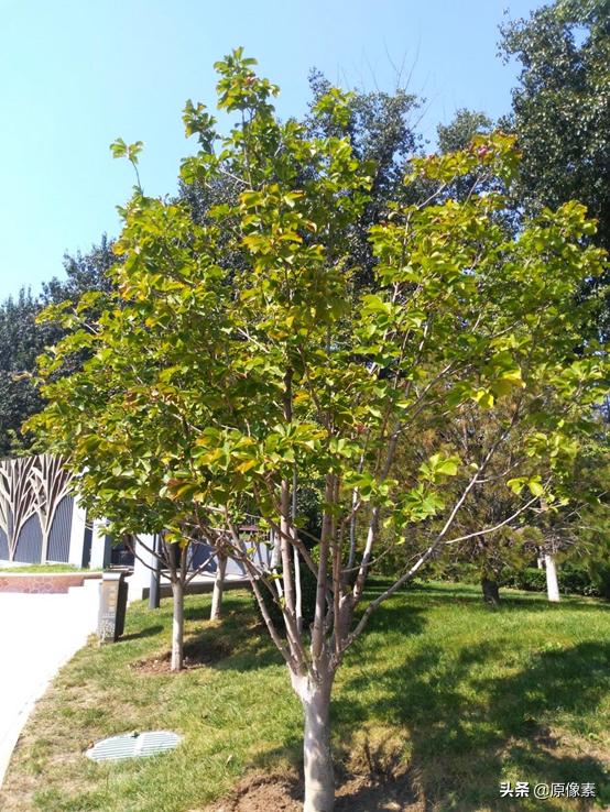 白玉兰故事,白玉兰传说