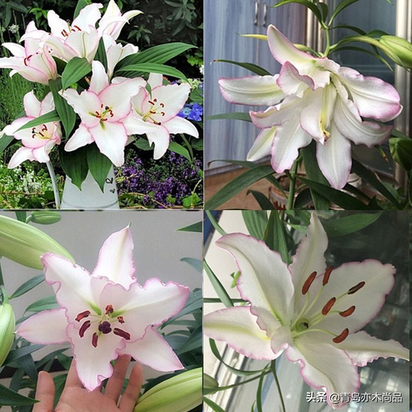 小白开花店应该先怎么入手,小白开花店从哪里做起