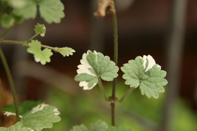 香草花园（1）|享受采摘薄荷和使用新鲜香草来调味乐趣