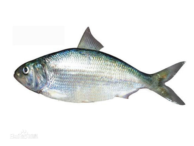 长江第一鲜鱼,它被誉为中国淡水鱼之王
