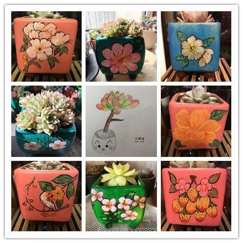 多肉植物一样的生机勃勃,多肉生活充满诗意