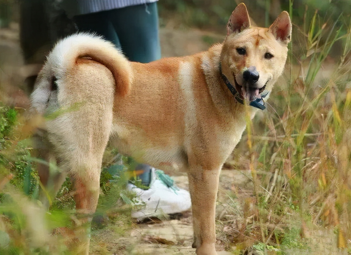 狗狗中最乖的狗是哪一种,狗界最怂的6种狗有危险溜得很快