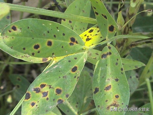 花生出现黄叶病和叶斑病如何治,花生叶斑病防治
