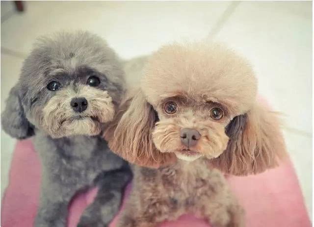 贵宾犬的五大缺点看完你还敢养吗,贵宾犬怎么养才听话一点呢图片