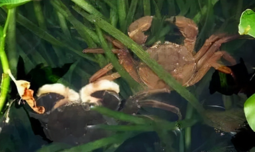 螃蟹养殖技术和视频,螃蟹养殖技术全集