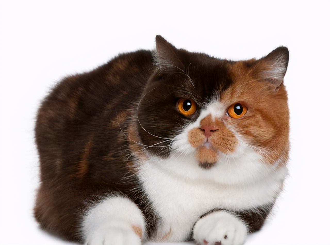 家里养一只英国短毛猫,英国短毛猫和美国短毛猫哪个好养