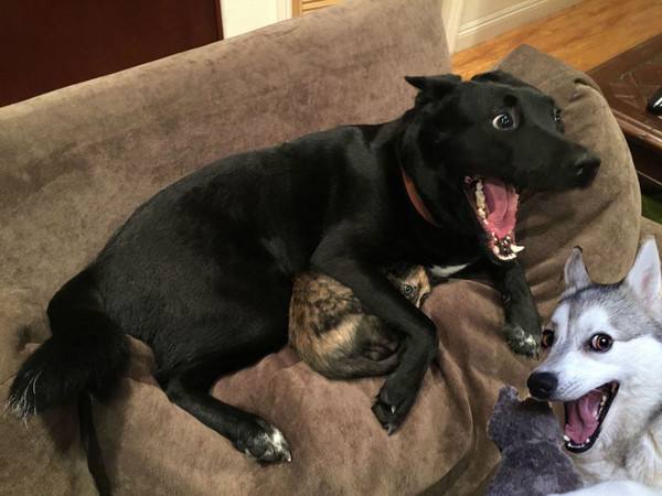 我的狗怎么老是发抖,狗狗一直叫很吵怎么办