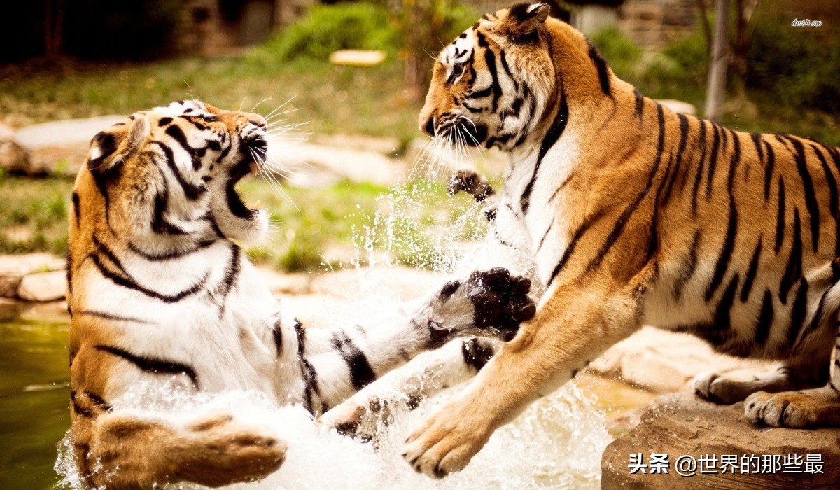 老虎单挑有多强,老虎最多能对抗几只狼