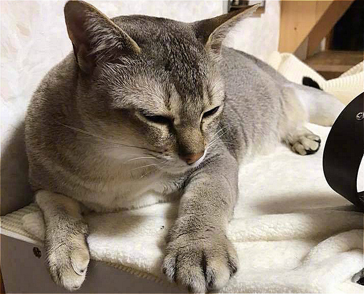 猫咪的爪爪被马蜂蛰了,猫咪袭击铲屎官