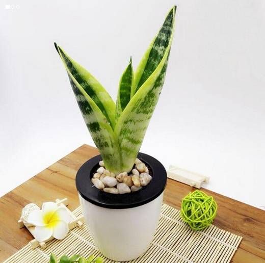 新手怎么养好虎皮兰,虎皮兰怎么养才能爆盆