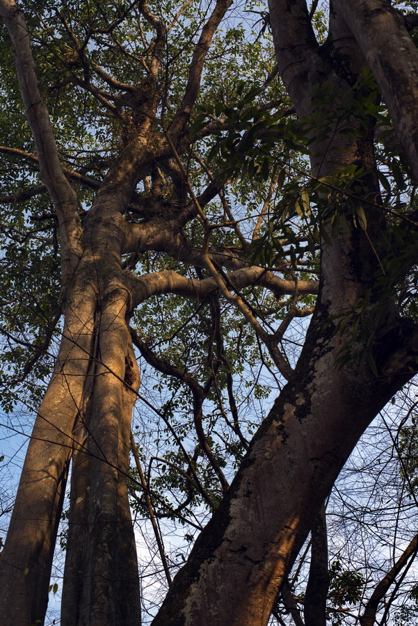 云南瑞丽攻略自由行,过年云南旅游攻略瑞丽