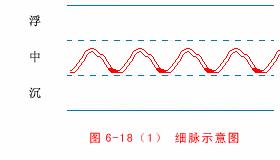 脉象动态图,脉象动图