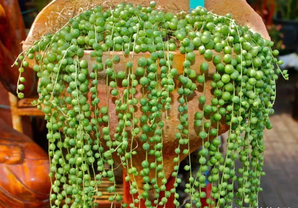 最值得买的多肉品种,包邮最漂亮多肉