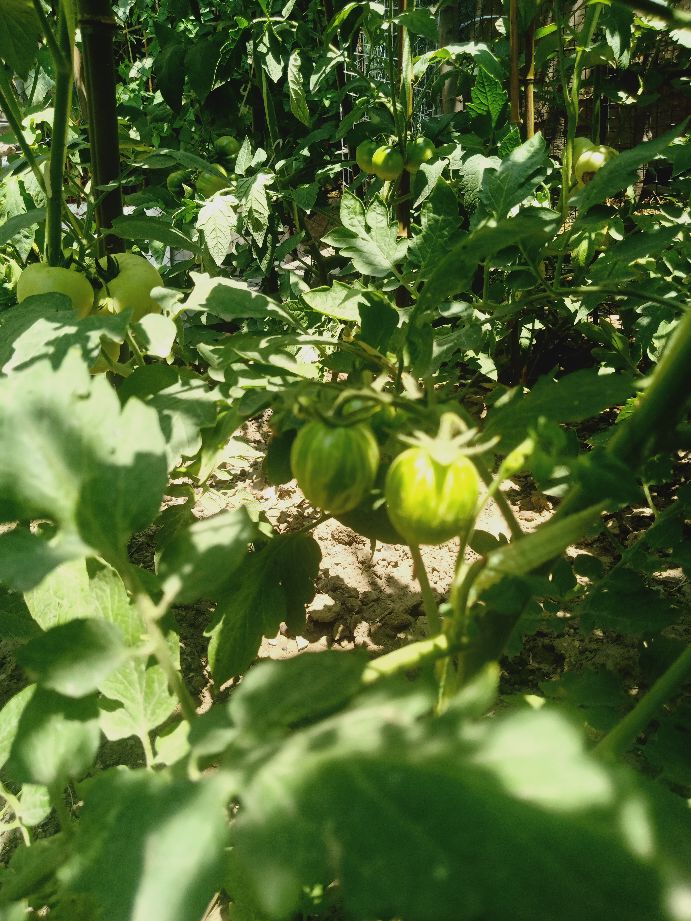 樱桃番茄最好的颜色,樱桃番茄挑选