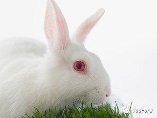 葡萄籽美白是骗局么,口服葡萄籽真的美白吗