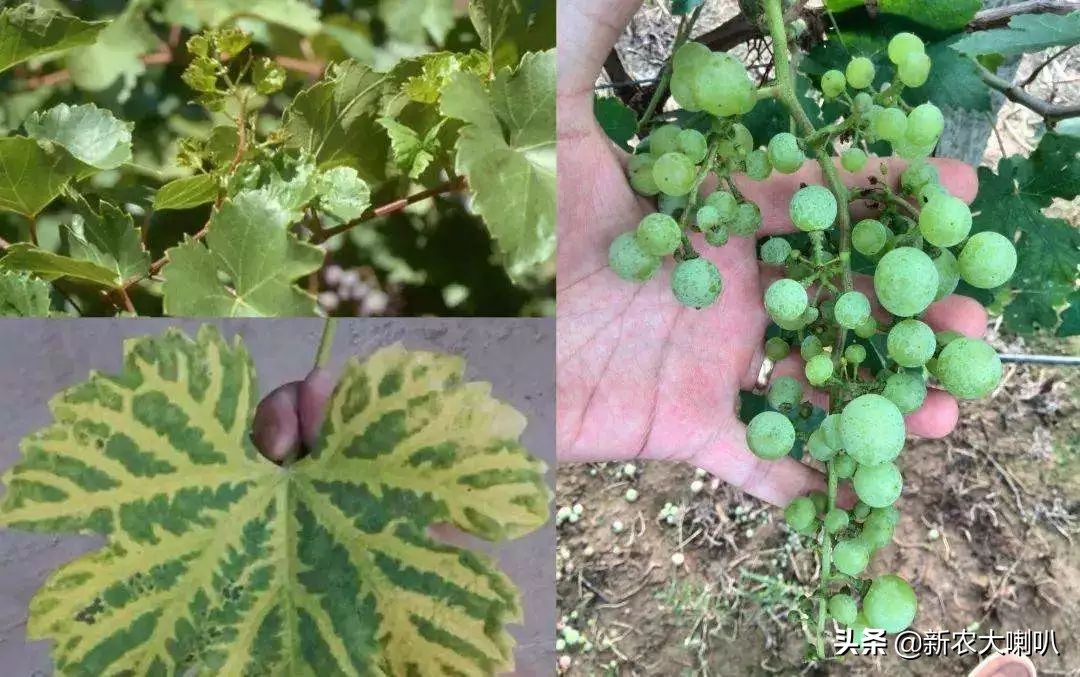 缺钙镁钾怎样补,缺钙缺镁缺铁吃什么好