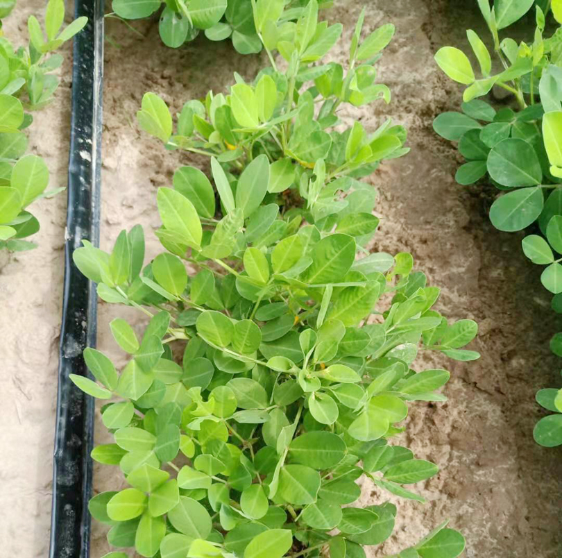 花生新叶发黄怎么办,花生苗期发黄是什么原因打什么药