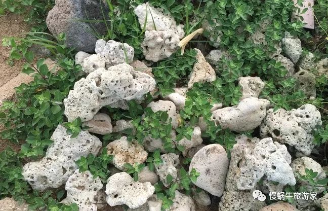 这个南国海岛高铁直达，海鲜超级便宜大人不累、孩子很开心