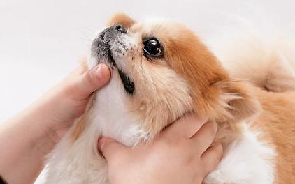 哪些水果不能喂宠物,狗狗不能吃果核