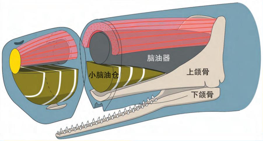 美国大型捕鲸的真实事件,抹香鲸有多濒危