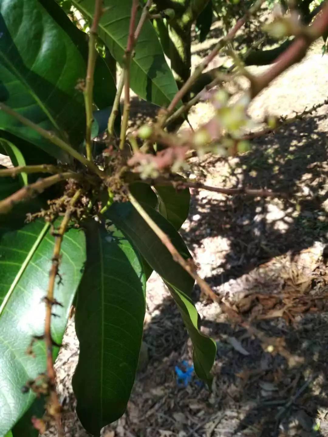果农种的芒果,我的芒果为什么种不出来
