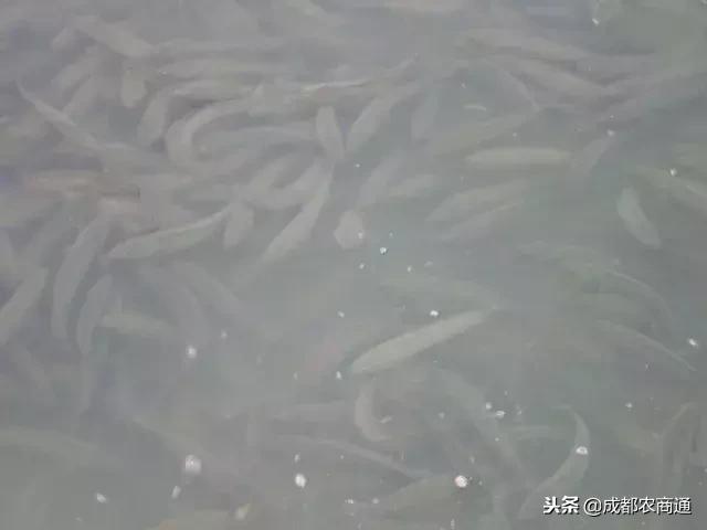 黑鱼苗养殖技术大全,黑鱼养殖的方法和技巧