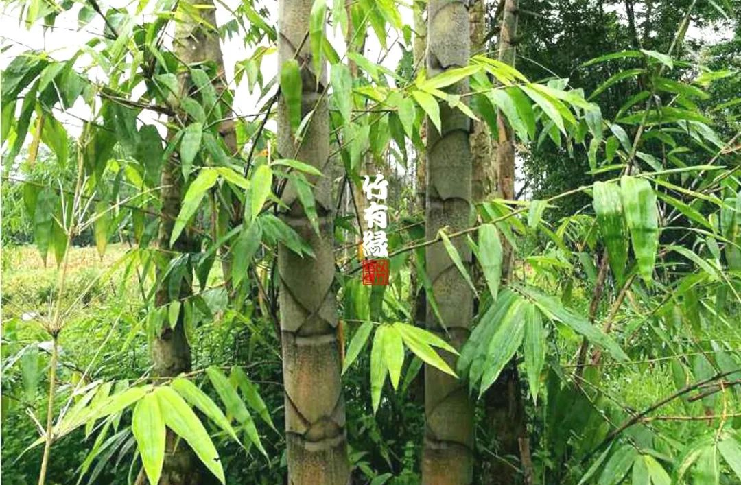 巨龙竹种多久成材,养龙竹风水