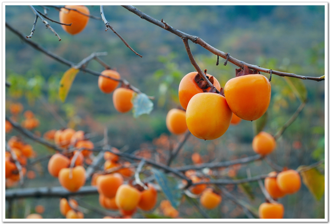 天清气爽却道天凉好个秋图片,天晴好个天