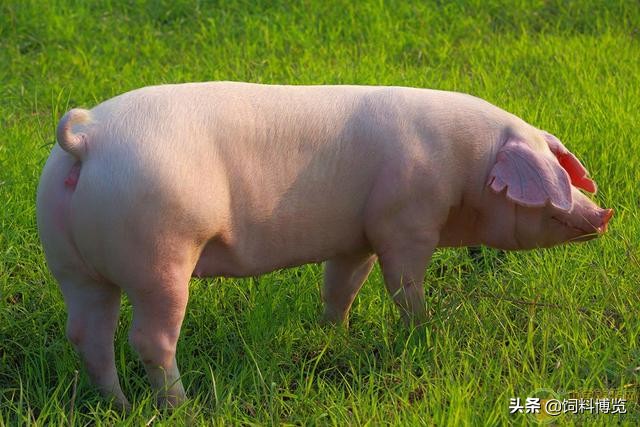 猪外科医生,猪外科手术