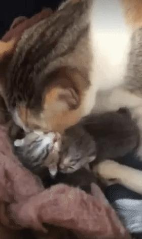 流浪猫和比特犬生小宝宝,比特犬和主人去狗窝