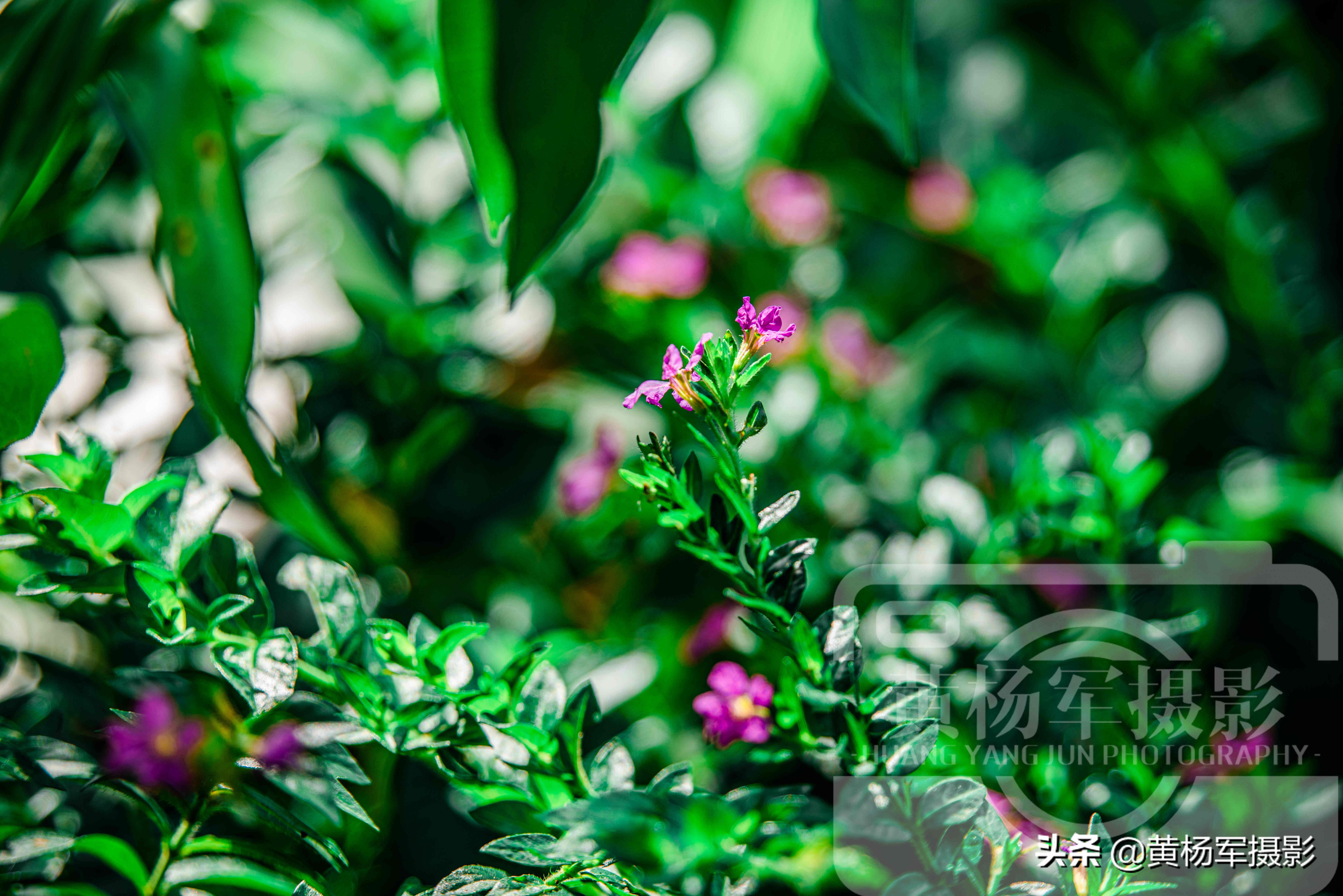 阳光下盛开的美丽玫瑰完整版,阳光下娇艳月季图片