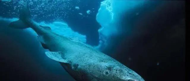 寿命最短的动物蜉蝣,动物寿命最短的是哪种