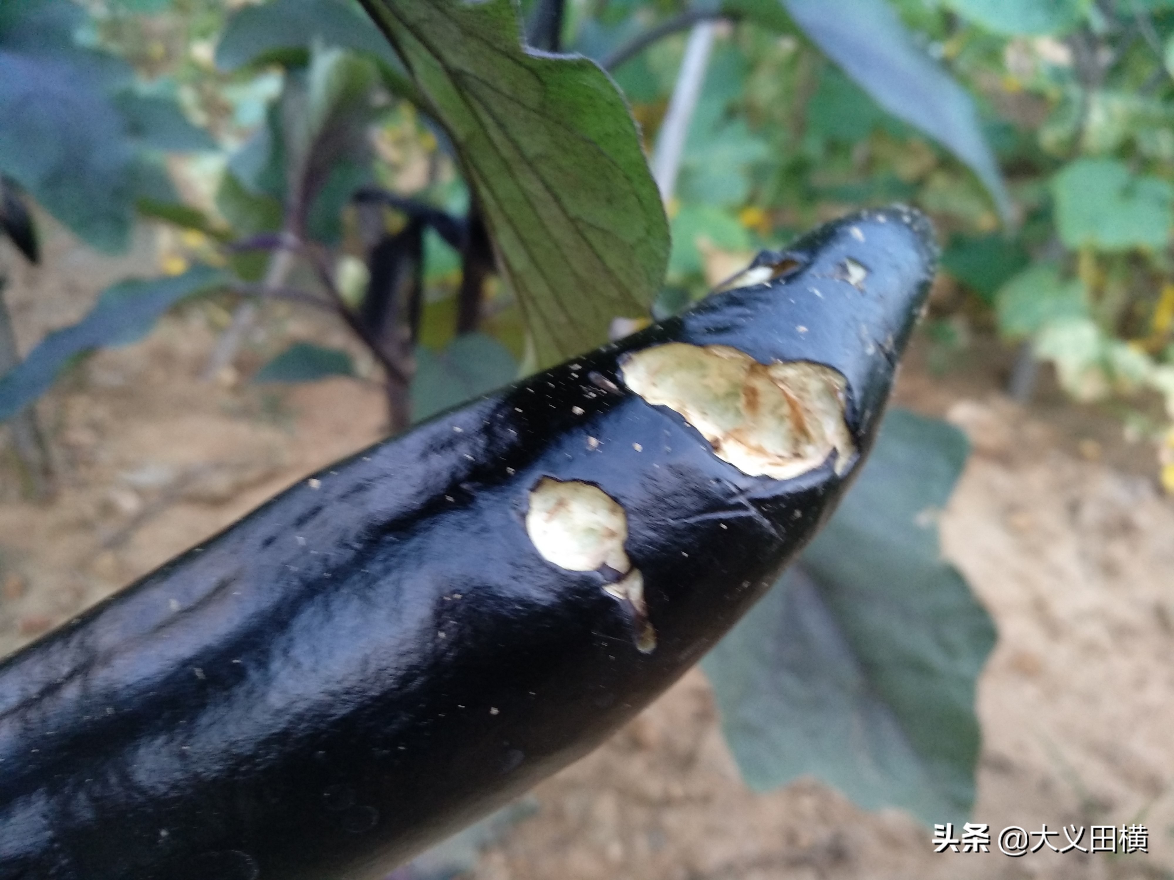 如何防喜鹊啄水果,喜鹊祸害玉米苗怎么办