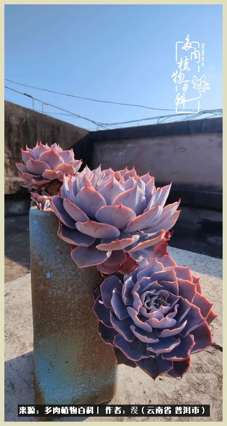 深情不及久伴,厚爱无需多言,择一“爱”,护一生