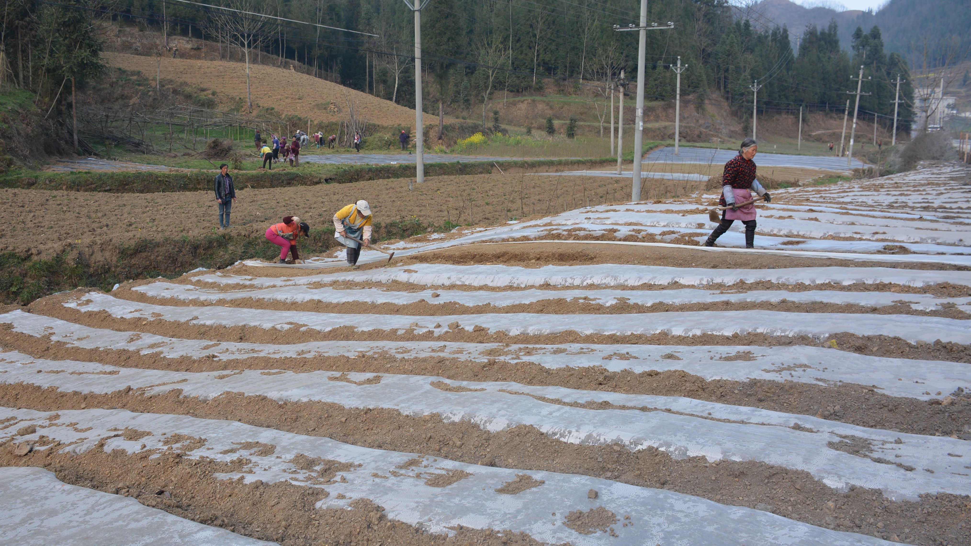 春雷响万物忙生长,惊蛰万物长春耕农事忙