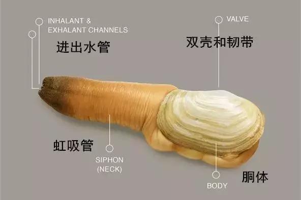 一层山小渔翁说：原来能做刺身的“大象鼻子”叫做象拔蚌