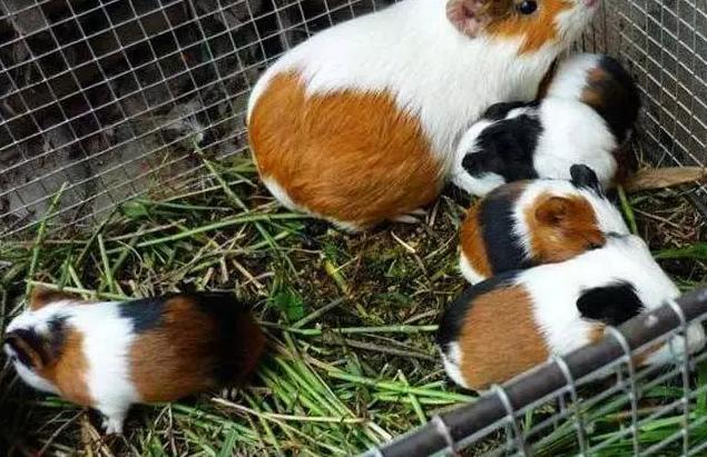 山区农村种植创业项目推荐,最适合山里农村的致富项目