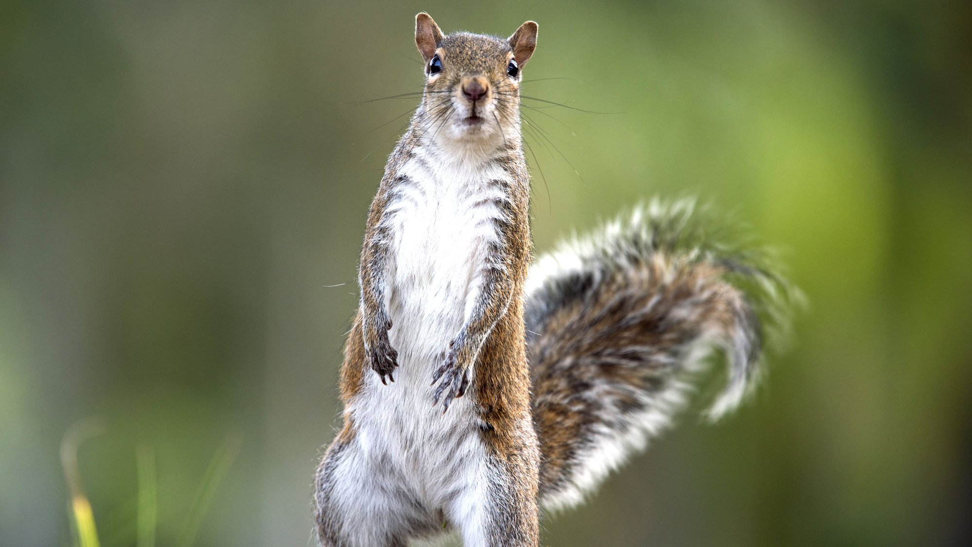 松鼠会听懂鸟说话吗,松鼠可以听懂鸟说话吗