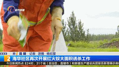 “一旦蚁群吞食诱饵，12个小时后就会出现大面积死亡！”昆明这个社区再次开展红火蚁诱杀工作