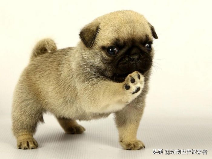 最可爱的四种狗狗宠物,什么狗最萌最可爱