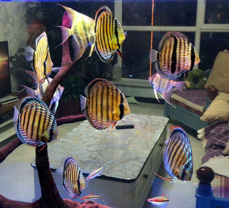 价格高昂的观赏鱼,很贵的鱼观赏鱼凶猛