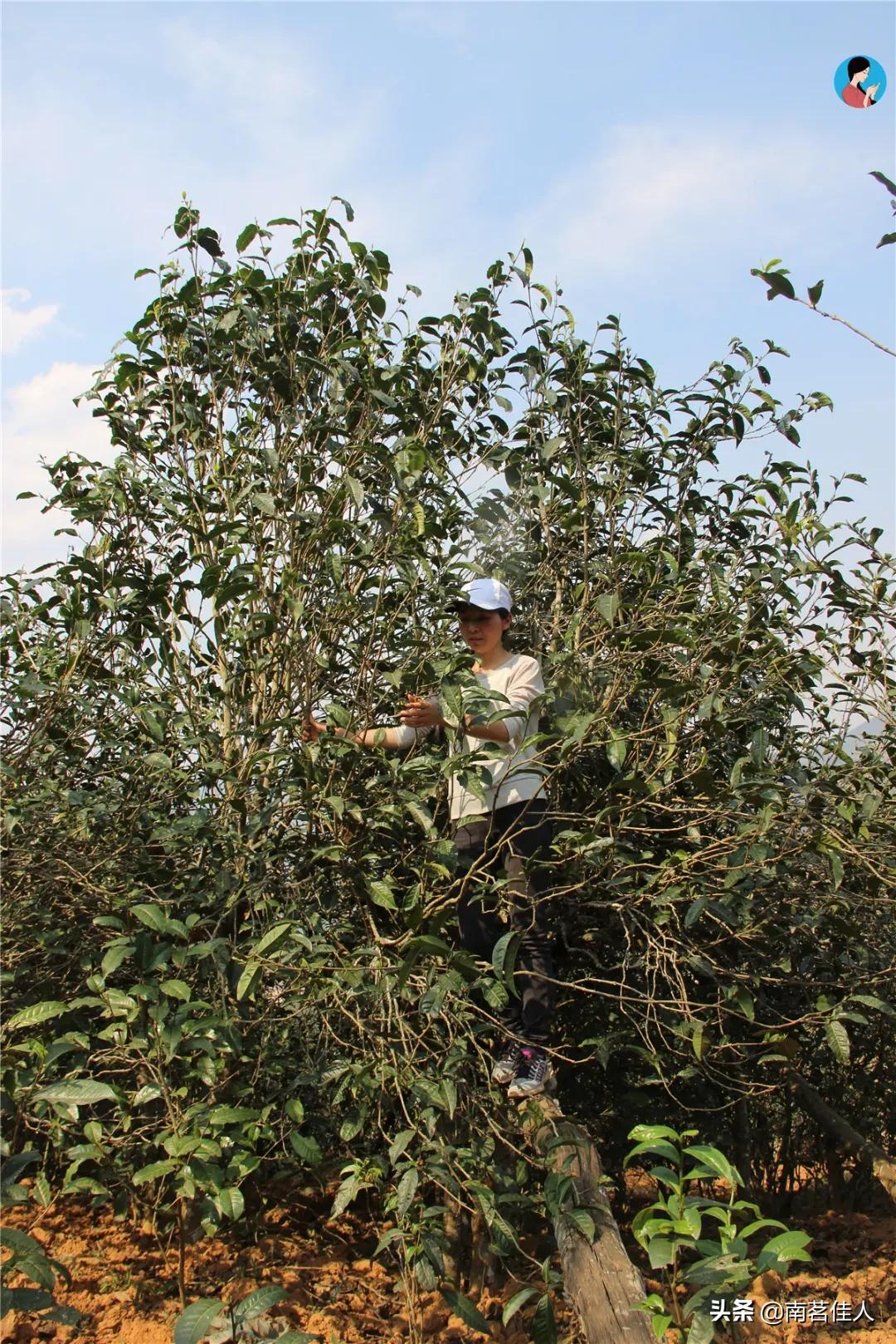 昔归古树茶价格多少是正品,昔归普洱茶多少钱一斤