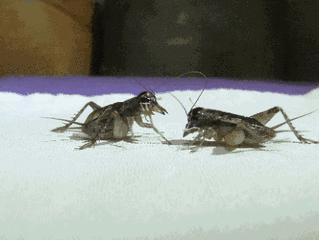 羊驼治愈案例,动物治愈焦虑