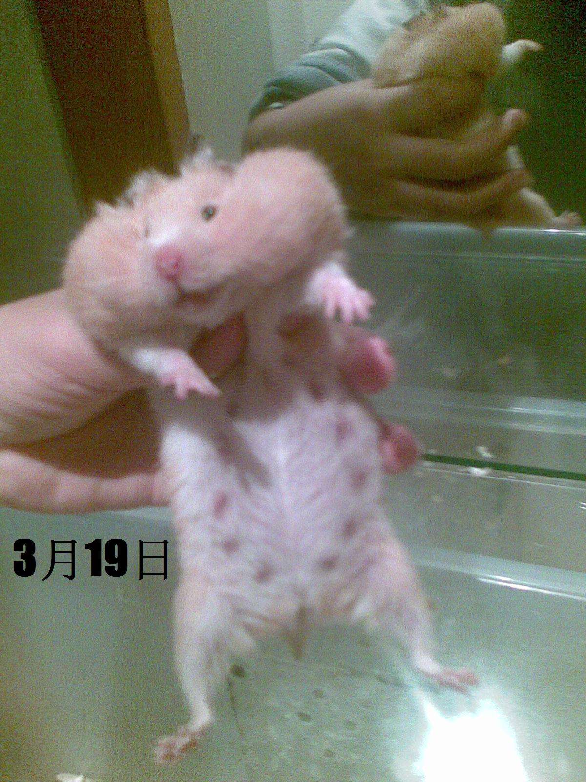 养金丝熊卫生吗,养宠物金丝熊