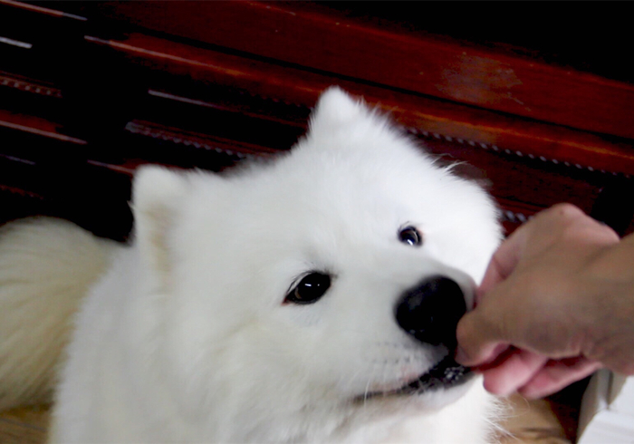 给狗狗强行喂药会造成什么伤害,狗狗喂药要隔多长时间才可以喂药