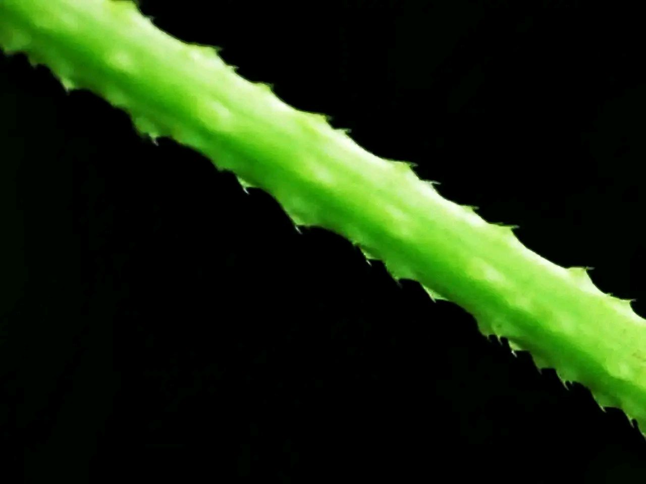 房顶长出杂草怎样消灭,墙里长出的草怎么清除