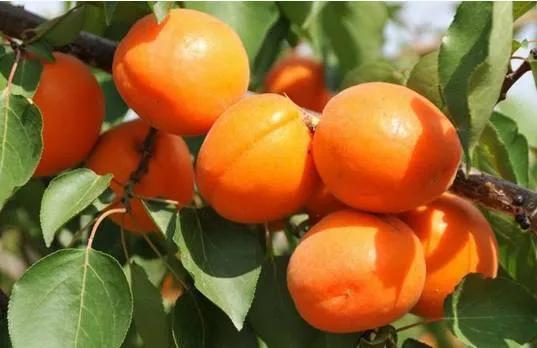 杏子熟了好吃又爽口,周末去近郊景盛源消暑摘杏