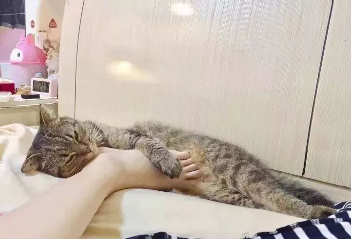 一个人养猫有什么烦恼,一个人生活养只狗靠谱吗